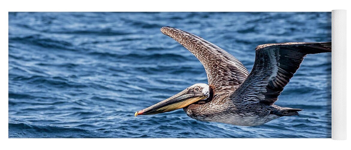 Brown Pelican Yoga Mat featuring the photograph Brown Pelican 5 by Endre Balogh