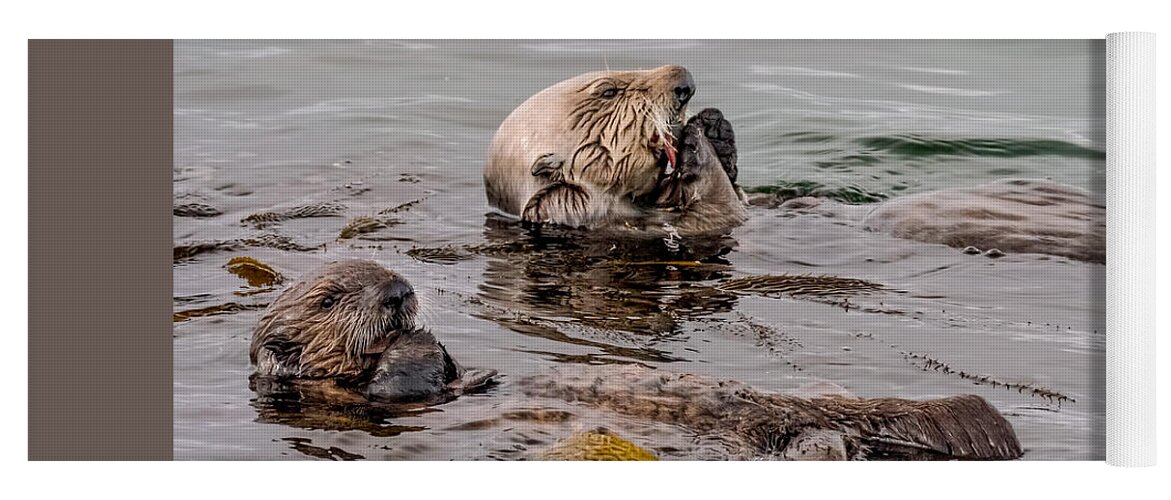 Sea Otter Yoga Mat featuring the photograph Brunch by Derek Dean