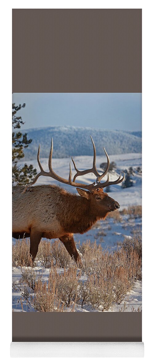 Mark Miller Photos Yoga Mat featuring the photograph Bull Elk on a Winter Day by Mark Miller