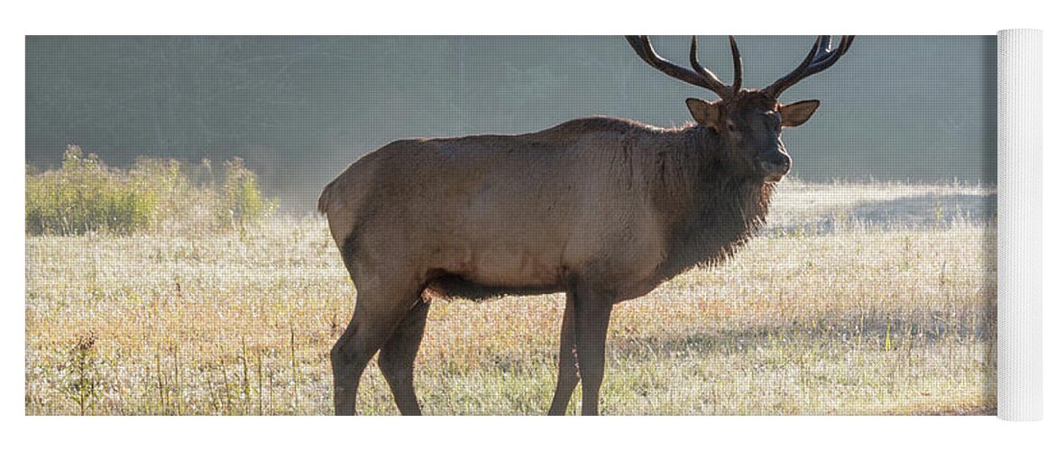 Bull Yoga Mat featuring the photograph Bull Elk Watching by D K Wall