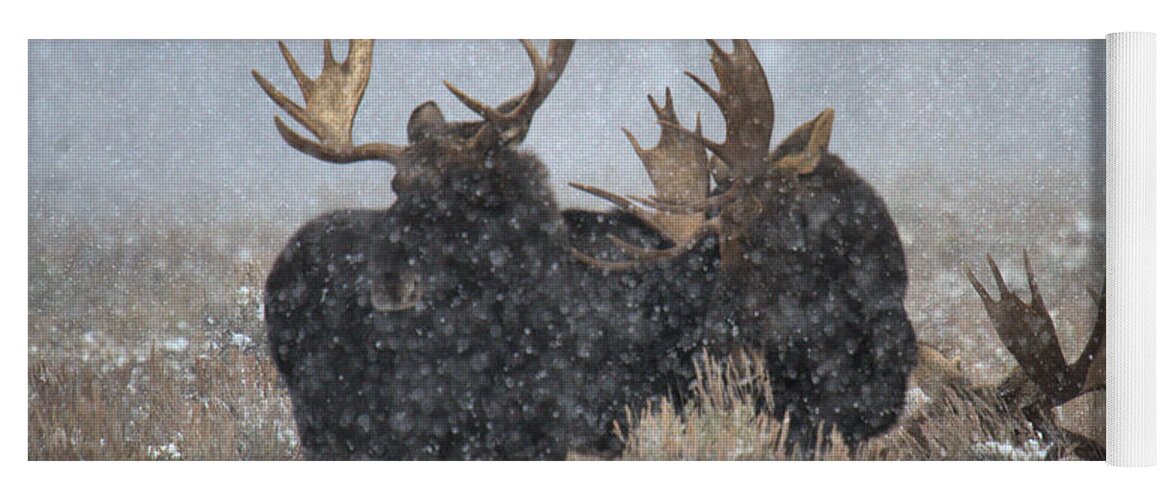 Moose Yoga Mat featuring the photograph Bulls In The Snow by Adam Jewell