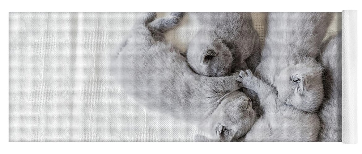 Cat Yoga Mat featuring the photograph Bunch of fluffy cats. British shorthair. by Michal Bednarek
