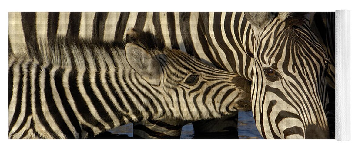00217961 Yoga Mat featuring the photograph Burchells Zebra Foal Nuzzling by Pete Oxford