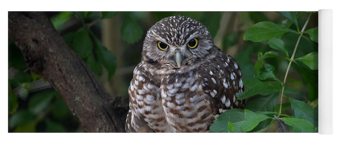 Burrowing Owl Yoga Mat featuring the photograph Burrowing Owl color version by Judy Wanamaker