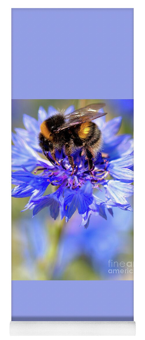 Cornflower Yoga Mat featuring the photograph Busy Little Bee by Stephen Melia