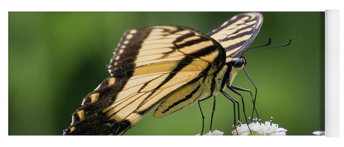 Wildlife Yoga Mat featuring the photograph Butterfly Drinking by John Benedict