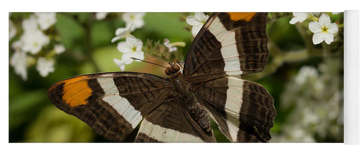 Butterfly Yoga Mat featuring the photograph Butterfly in the Garden by Ana V Ramirez