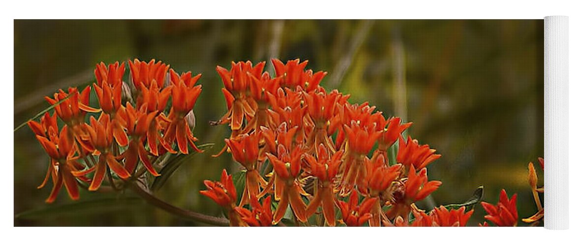 Butterfly Weed Asclepias Tuberosa Yoga Mat featuring the photograph Butterfly Weed Asclepias Tuberosa by Bellesouth Studio