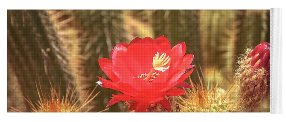 Cactus Yoga Mat featuring the photograph Cactus bloom by Darrell Foster