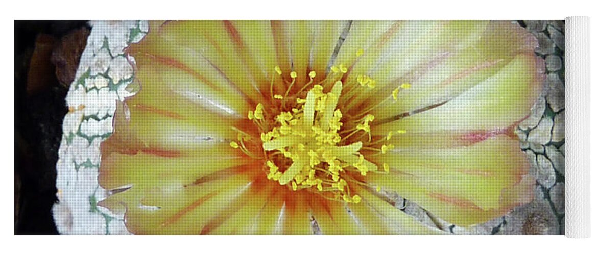 Cactus Yoga Mat featuring the photograph Cactus Flower 2 by Selena Boron