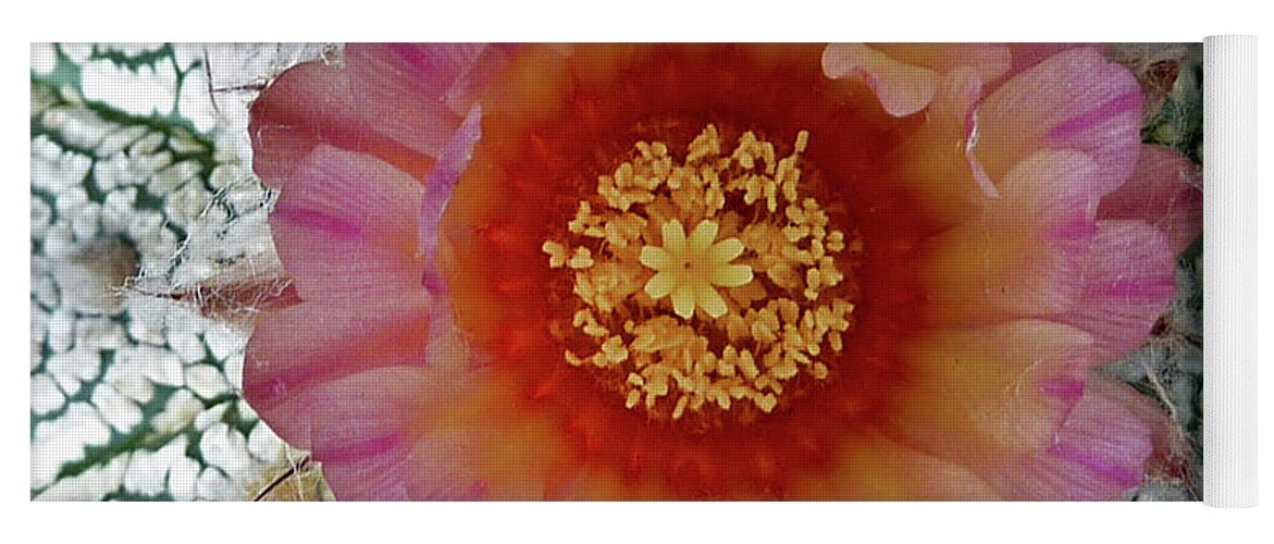 Cactus Yoga Mat featuring the photograph Cactus Flower 5 by Selena Boron