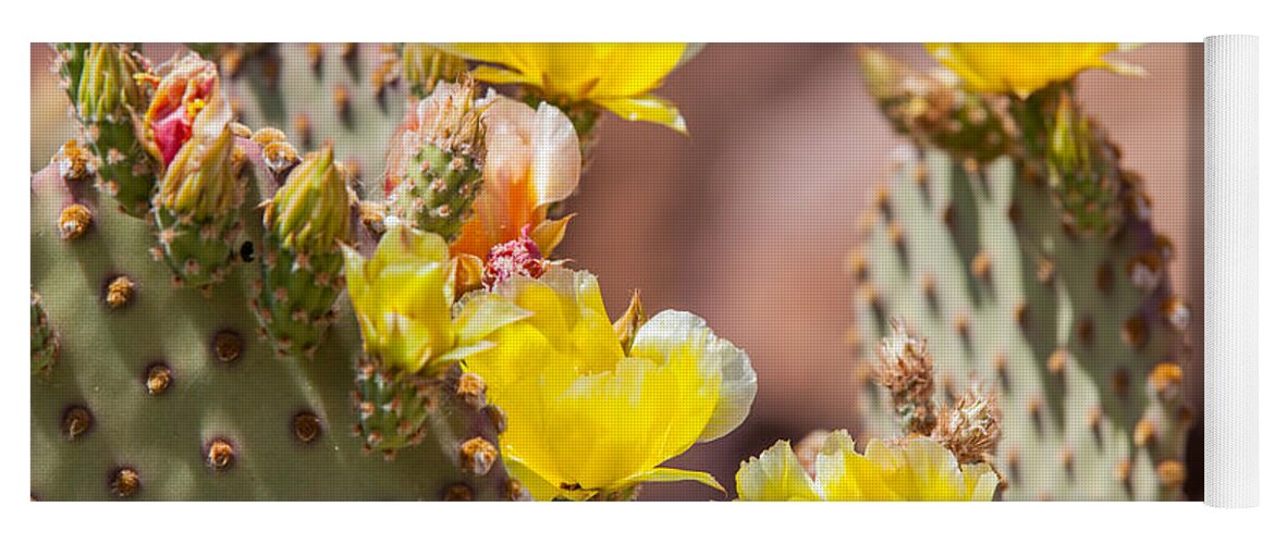 Texas Yoga Mat featuring the photograph Cactus Flowers by SR Green