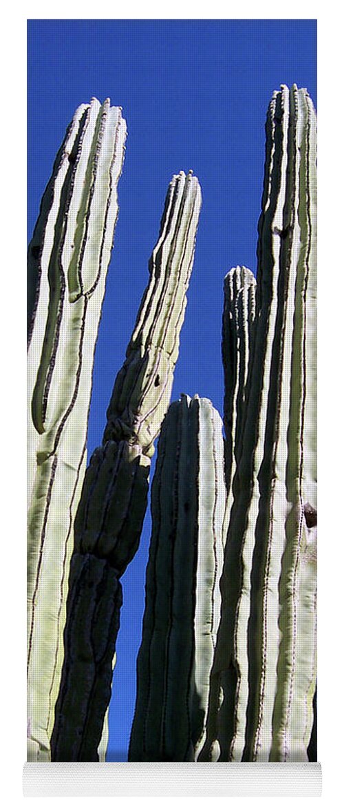 Southwest Yoga Mat featuring the photograph Cactus of the Southwest by Ilia -