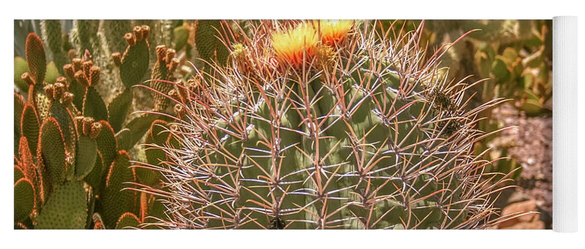 Cactus Yoga Mat featuring the photograph Cactus yellowtop by Darrell Foster