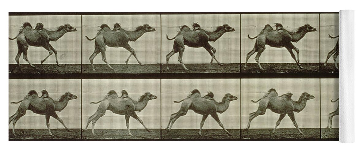 Muybridge Yoga Mat featuring the photograph Camel by Eadweard Muybridge