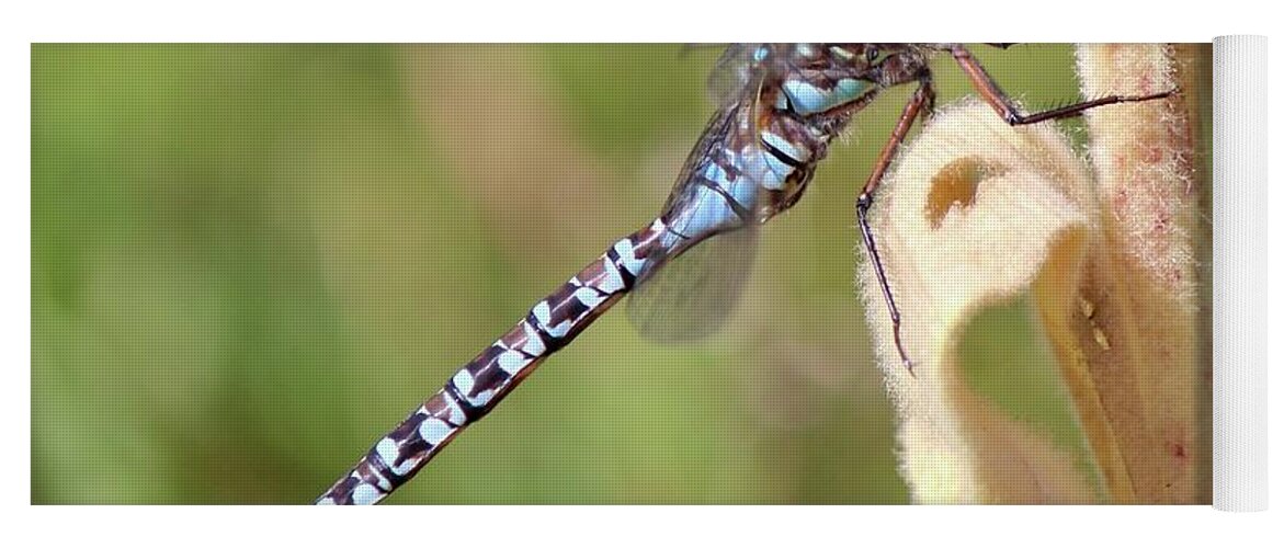 Aeshna Canadensis Yoga Mat featuring the photograph Canada Darner by David Pickett