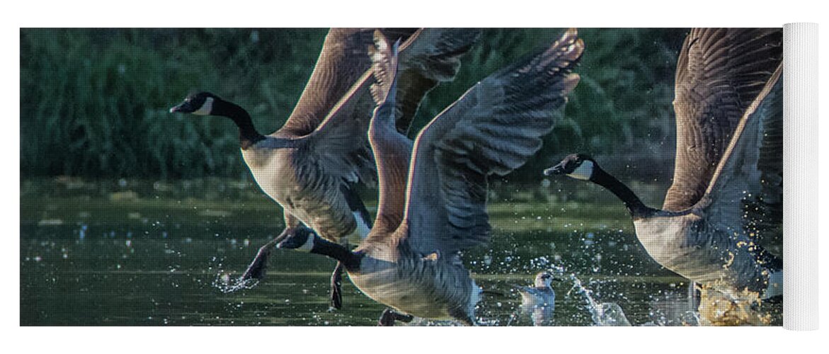 Canada Yoga Mat featuring the photograph Canada Geese 4983-092017-1cr by Tam Ryan