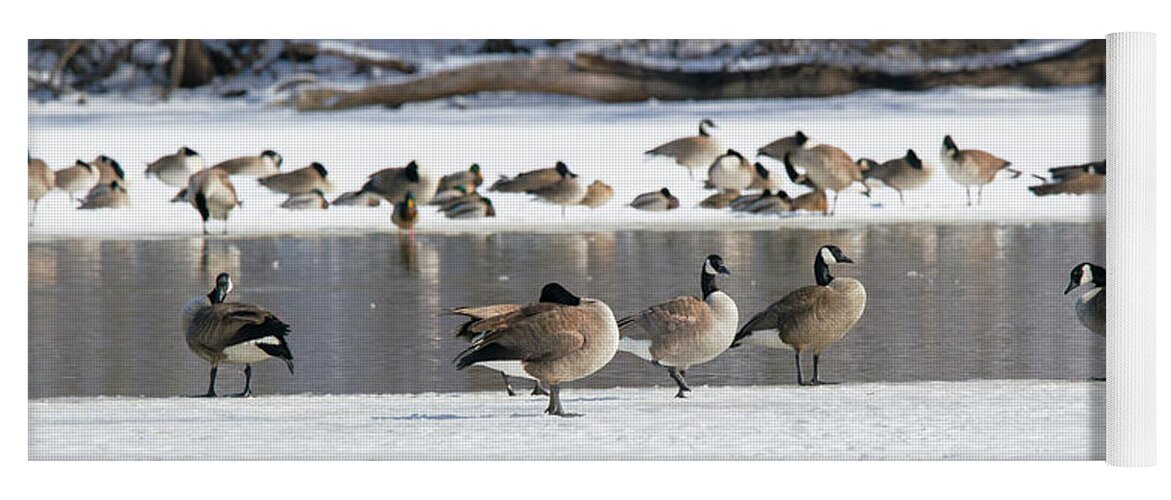 Canada Goose Yoga Mat featuring the photograph Canada Geese Ice Melt by Ed Peterson