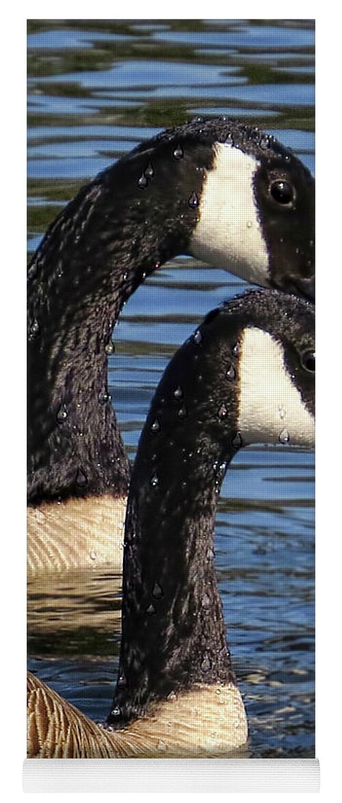 Goose Yoga Mat featuring the photograph Canada Geese by Jennie Breeze