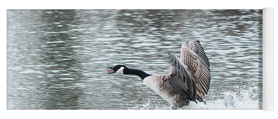 Heron Heaven Yoga Mat featuring the photograph Canada Goose Landing 2 by Ed Peterson