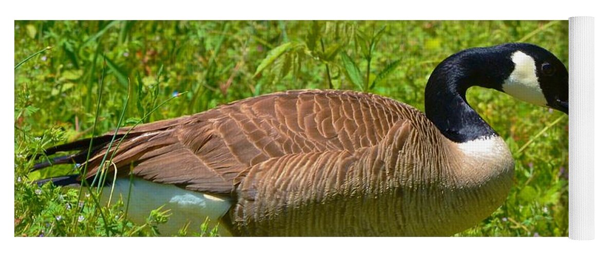Goose Yoga Mat featuring the photograph Canadian Goose by Eileen Brymer
