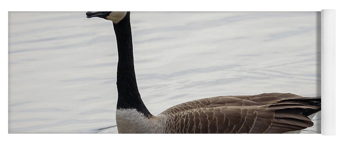 Goose Yoga Mat featuring the photograph Canadian Goose by Holden The Moment
