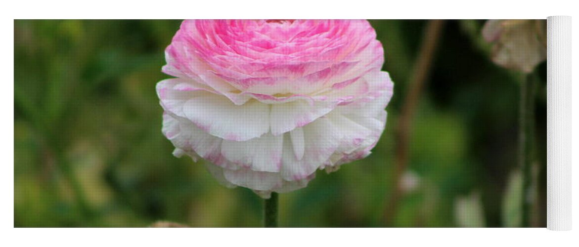 Candy Stripe Yoga Mat featuring the photograph Candy Stripe Ranunculus by Colleen Cornelius