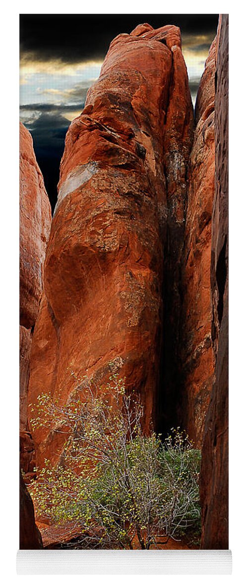 Tree Yoga Mat featuring the photograph Canyon Tree by Harry Spitz