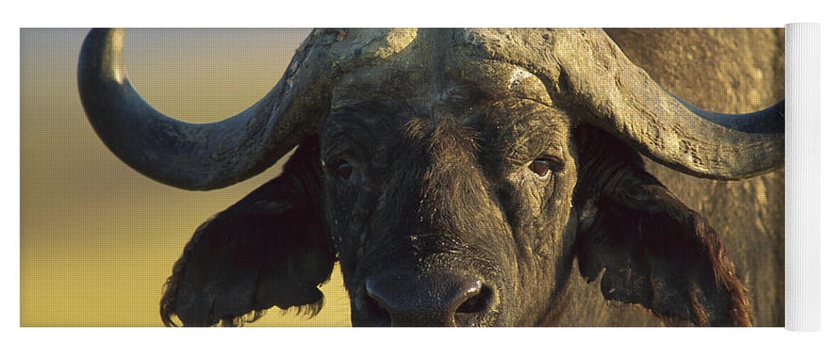 00172232 Yoga Mat featuring the photograph Cape Buffalo Portrait Kenya by Tim Fitzharris