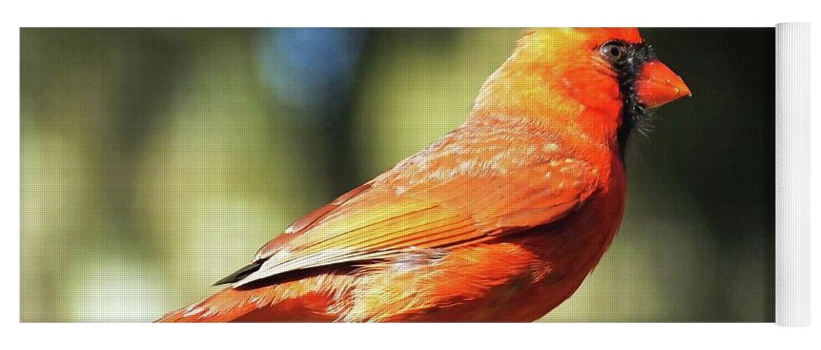 Bird Yoga Mat featuring the photograph Cardinal All Dressed Up by Lizi Beard-Ward