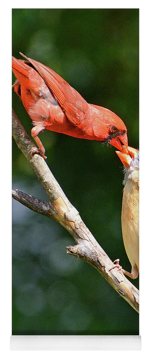 Cardinal Yoga Mat featuring the photograph Cardinal Feeding the Youngster by Ted Keller