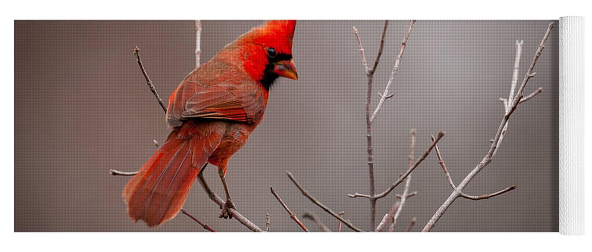 Nature Yoga Mat featuring the photograph Cardinal Looks Back by Jeff Phillippi