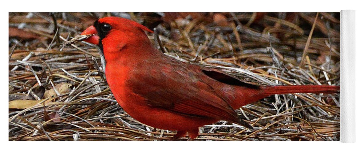 Cardinal Yoga Mat featuring the photograph Cardinal on Pine Straw by Jerry Griffin