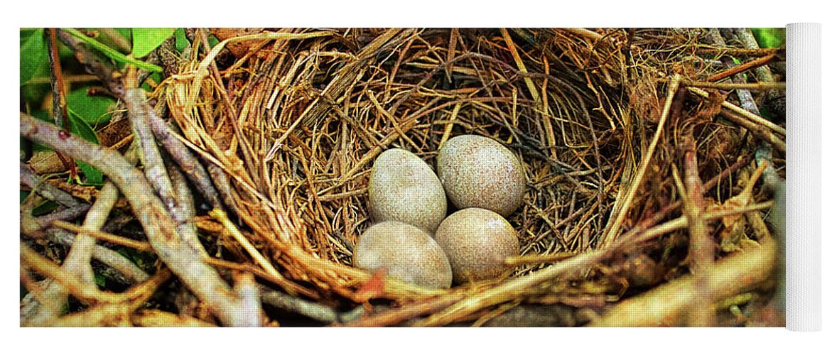 Brown Thrasher Nest And Eggs Yoga Mat featuring the photograph Brown Thrasher Nest And Eggs by Bellesouth Studio