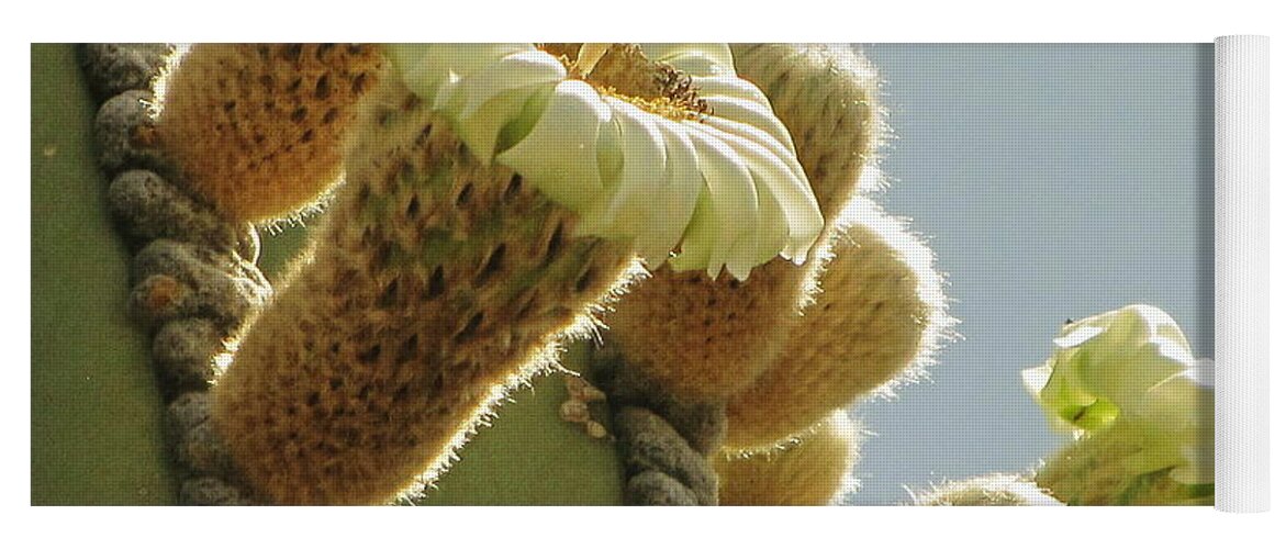 Cardon Cactus Yoga Mat featuring the photograph Cardon Cactus Flowers by Marilyn Smith