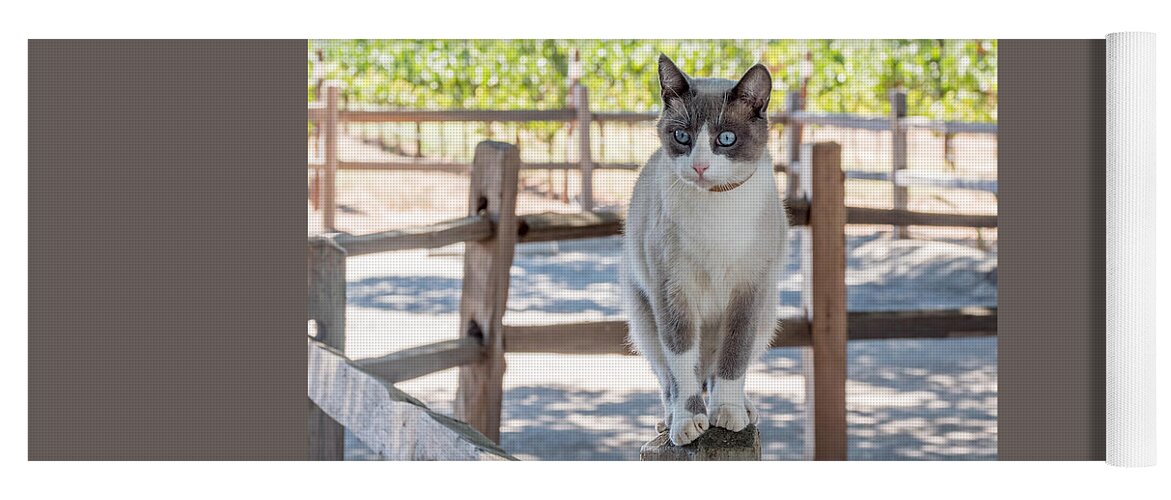 Cat Yoga Mat featuring the photograph Cat on a Wooden Fence Post by Derek Dean