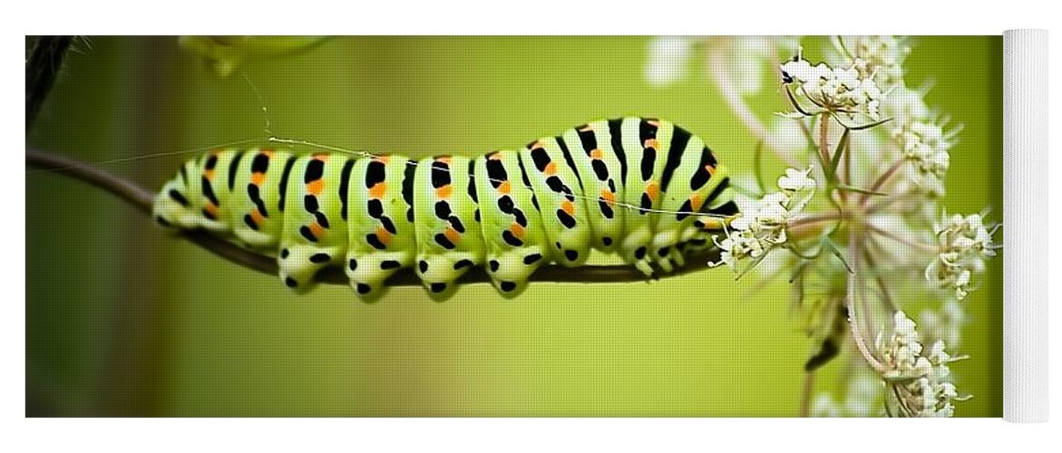 Caterpillar Yoga Mat featuring the photograph Caterpillar by Jackie Russo