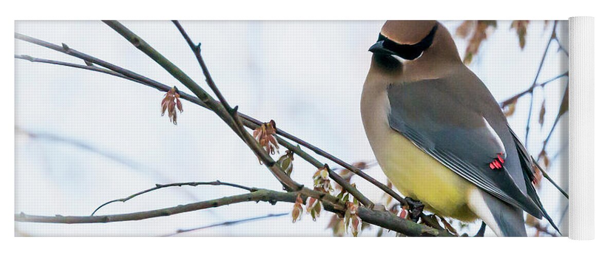 2017-02-25 Yoga Mat featuring the photograph Cedar Waxwing 03 by Phil And Karen Rispin