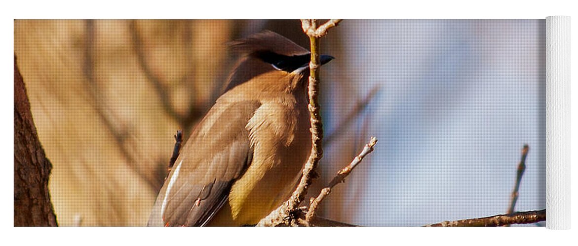 Cedar Waxwing Yoga Mat featuring the photograph Cedar Waxwing In Autumn by Ed Peterson