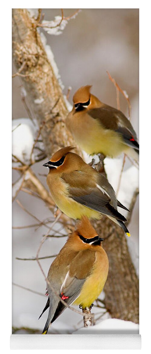 Animal Yoga Mat featuring the photograph Cedar Waxwings by Kenneth M Highfill