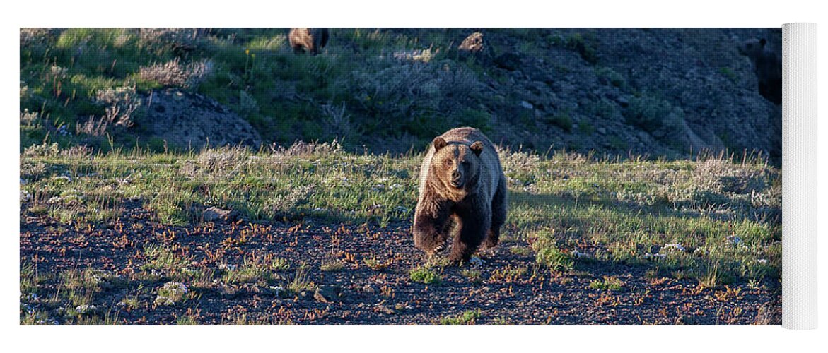 Grizzly Bear Yoga Mat featuring the photograph Charging Grizzly by Mark Miller
