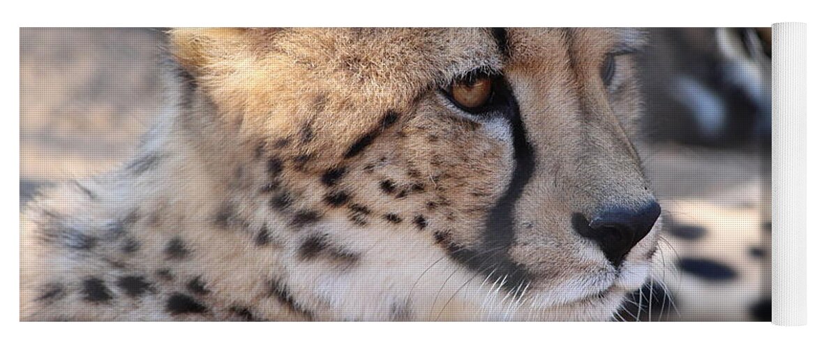 Cheetah Yoga Mat featuring the photograph Cheetah and Friends by Samantha Delory