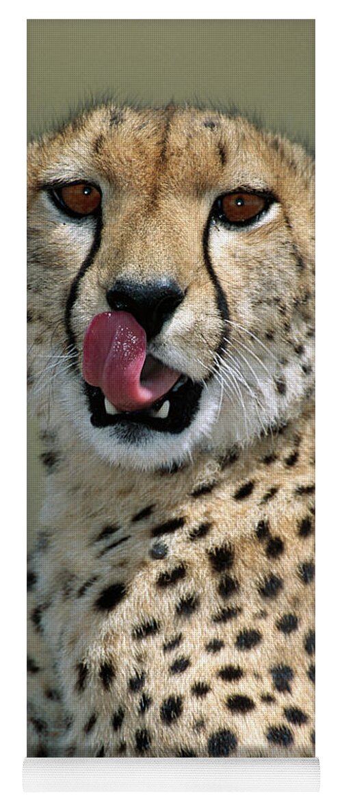 00344996 Yoga Mat featuring the photograph Cheetah Licking by Yva Momatiuk John Eastcott
