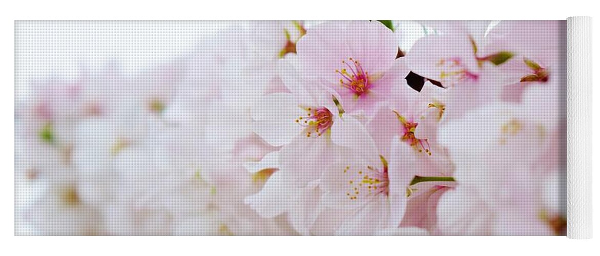 Cherry Blossom Yoga Mat featuring the photograph Cherry Blossom Focus by Nicole Lloyd