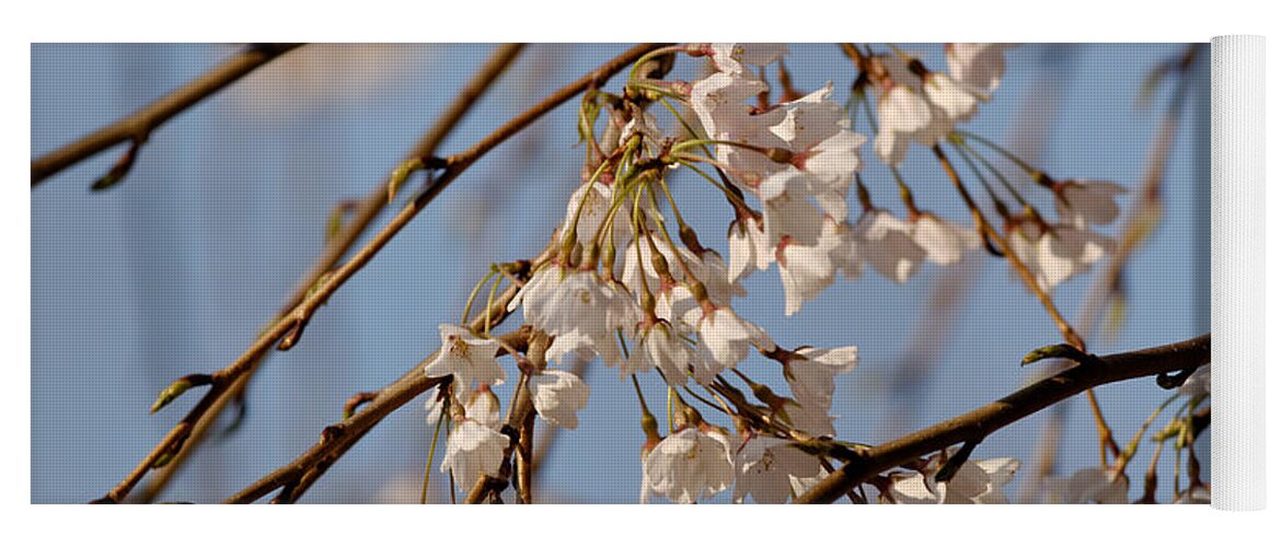Cherry Blossoms Yoga Mat featuring the photograph Cherry Blossoms by Julie Niemela