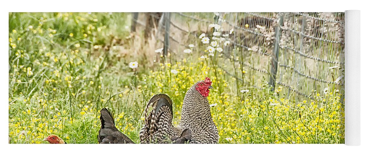 Agriculture Yoga Mat featuring the photograph Chickens in the field by Debra Baldwin