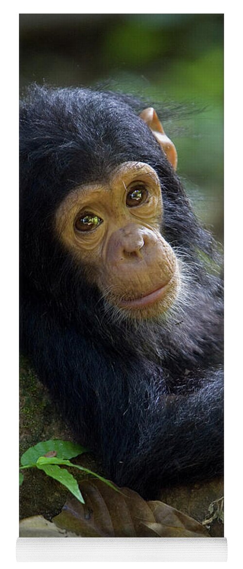 Mp Yoga Mat featuring the photograph Chimpanzee Pan Troglodytes Baby Leaning by Ingo Arndt