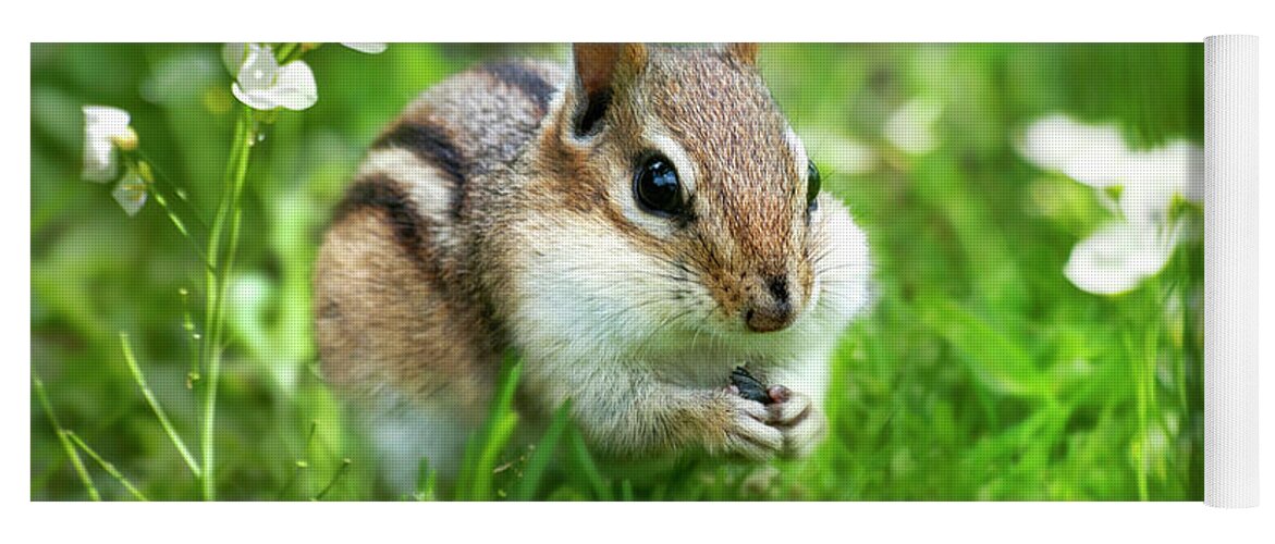 Chipmunk Yoga Mat featuring the photograph Chipmunk Saving Seeds by Christina Rollo