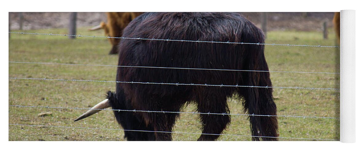 Chocolate Cow Yoga Mat featuring the photograph Chocolate Highland Cow in Pasture by Donna L Munro
