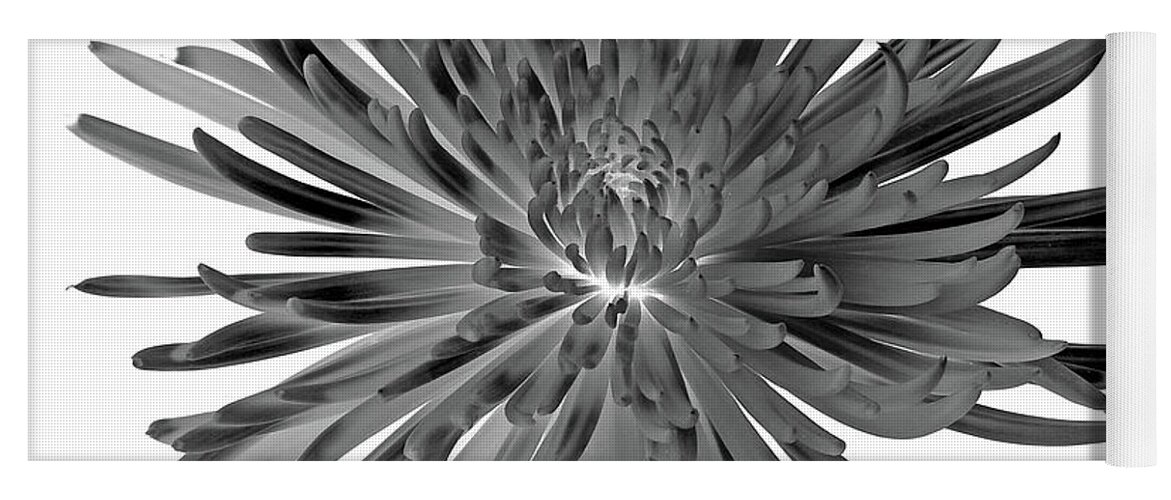 Decorative Yoga Mat featuring the photograph Chrysanthemum I Black and White by Lily Malor